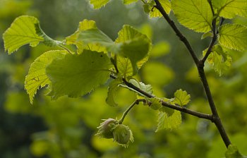 hazel tree