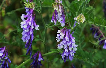 vetch
