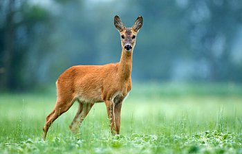 roe buck