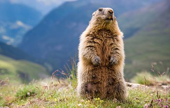 groundhog