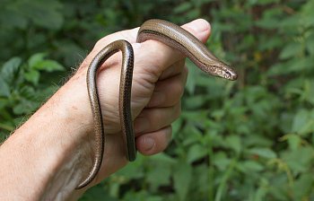 blindworm