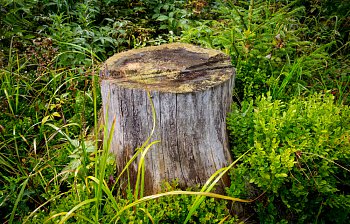 stump