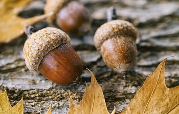 acorn