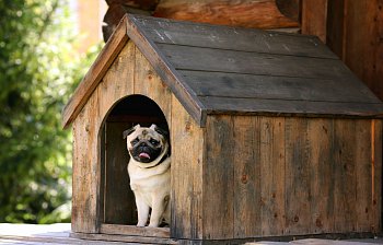 doghouse