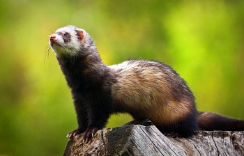 weasel