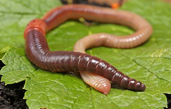 earthworm