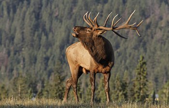 elk