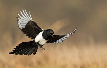 magpie