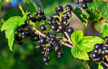 blackcurrant