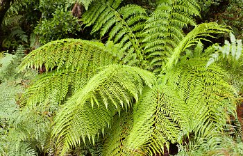 fern