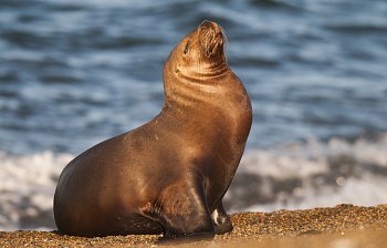 sea lion