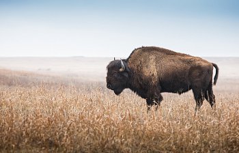bison