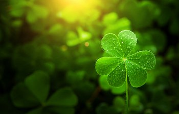 shamrock
