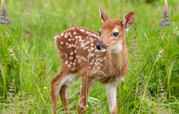fawn