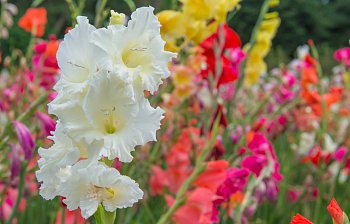gladiolus