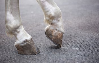 hoof