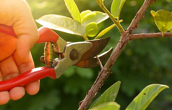 secateurs