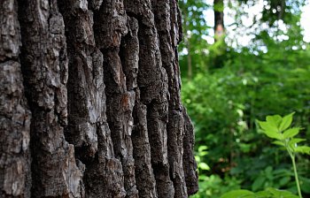bark