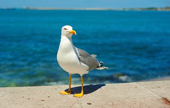 seagull