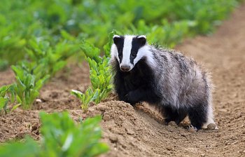 badger