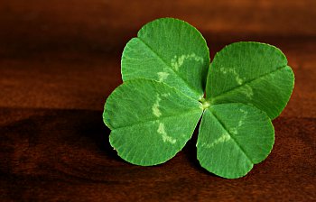 four-leaf clover