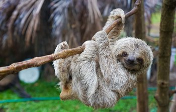 sloth