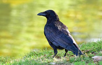 crow