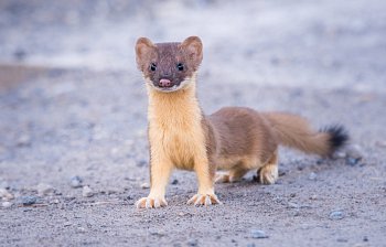 ferret