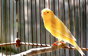 canary