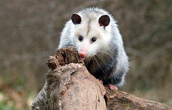 opossum