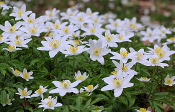wood anemone