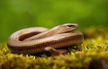slowworm
