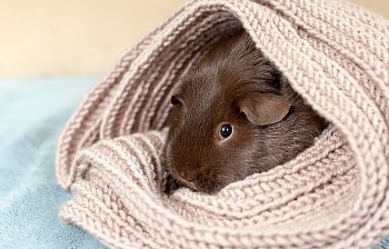 snug as a bug in a rug