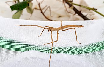 stick insect