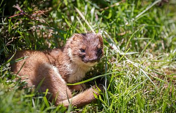 stoat