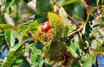 sweet chestnut