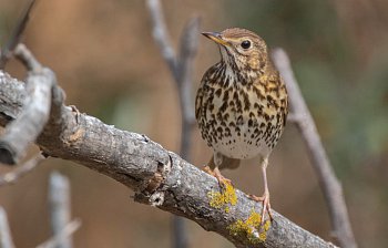 thrush