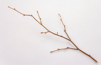 twig