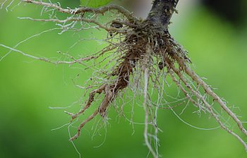 uproot