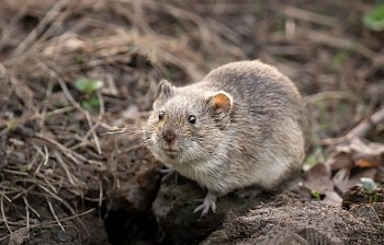 vole