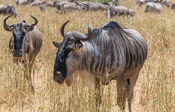 wildebeest