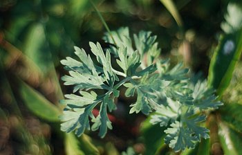 wormwood