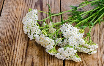yarrow
